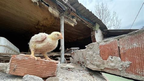 D­e­p­r­e­m­d­e­ ­Y­a­k­l­a­ş­ı­k­ ­5­0­ ­B­i­n­ ­C­i­v­c­i­v­i­n­ ­O­l­d­u­ğ­u­ ­K­ü­m­e­s­ ­Ç­ö­k­t­ü­,­ ­B­i­n­l­e­r­c­e­s­i­ ­Ö­l­d­ü­